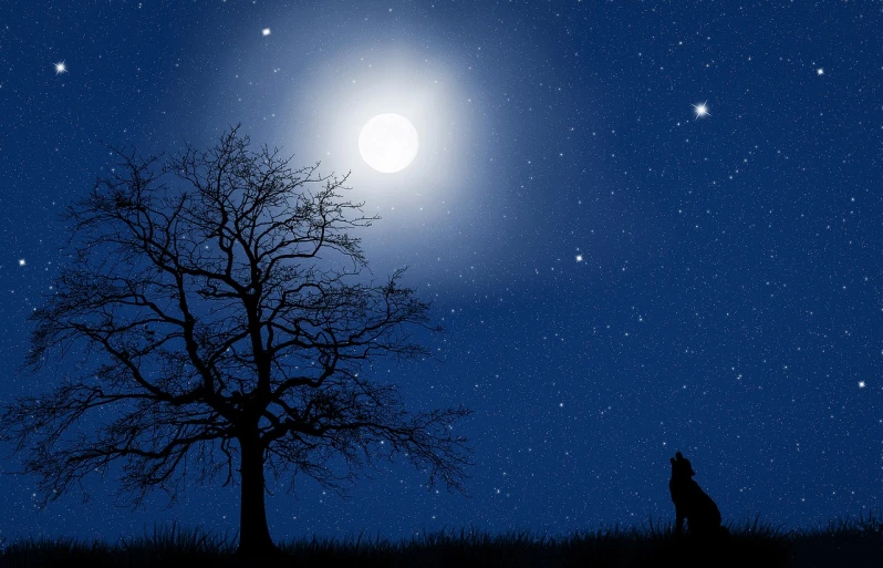 a lone wolf sitting under a full moon, star(sky) starry_sky, 3 0 0, istock, 3 0