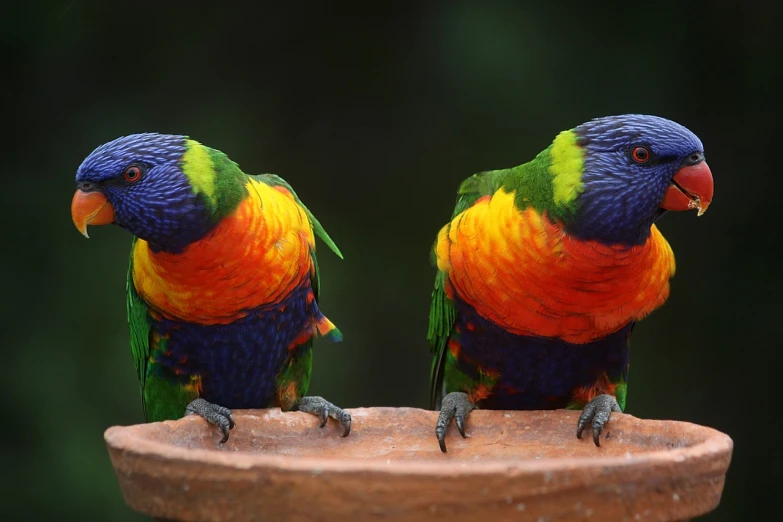 two colorful birds sitting on top of a clay bowl, pexels, adult pair of twins, full of colour w 1024, on a pedestal, golondrinas