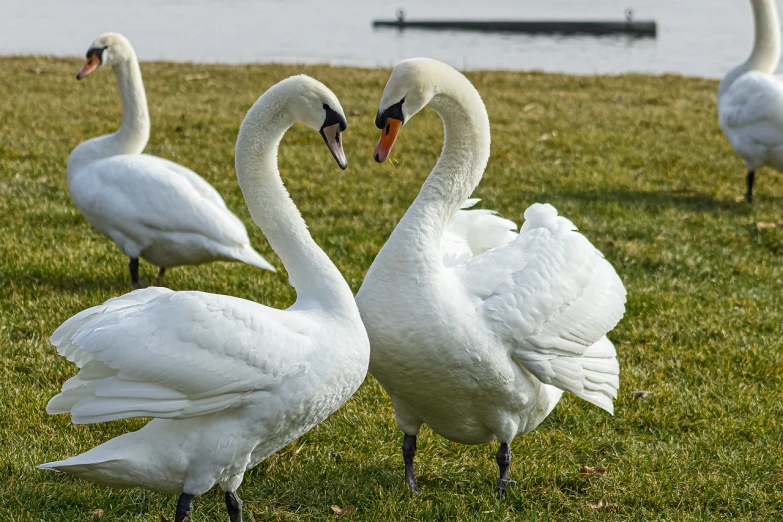 a group of swans standing on top of a lush green field, a photo, close-up fight, high res photo, in a park and next to a lake, february)