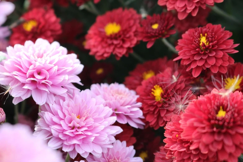 a close up of a bunch of flowers, a picture, by Yi Jaegwan, pexels, pink and red color style, chrysanthemum eos-1d, beijing, autum