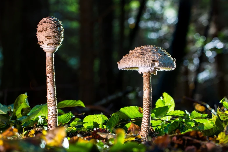 two mushrooms that are standing in the grass, by Dietmar Damerau, unsplash, ecological art, steampunk forest, tremella - fuciformis, lit from the side, ultra intricate