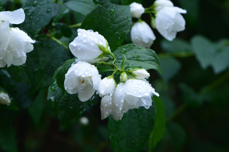 a bunch of white flowers with water droplets on them, a picture, by Edward Corbett, shutterstock, low clouds after rain, bushes of blueberry, wet leaves, 2018