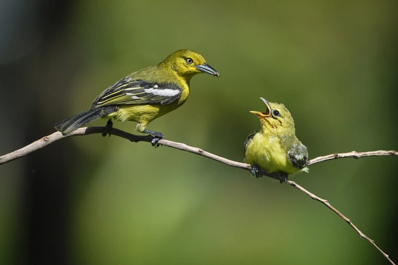 a couple of birds sitting on top of a tree branch, by Dave Melvin, flickr, shouting, yellow and black, mom, tiny mouth