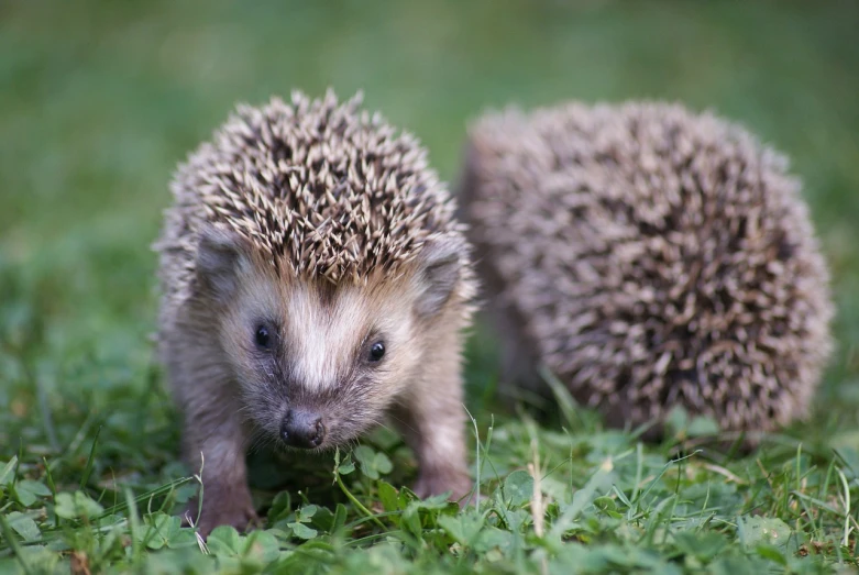 a couple of hedgehogs that are standing in the grass, a photo, renaissance, very sharp photo