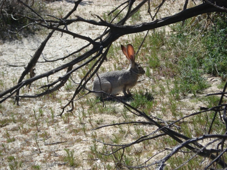 a rabbit that is sitting in the grass, by Pamela Ascherson, flickr, in the dry rock desert, sitting on a curly branch, big chungus, phone photo