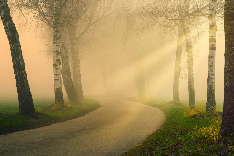 a road surrounded by trees on a foggy day, a picture, by Darek Zabrocki, shutterstock, romanticism, shafts of light god rays, spring early morning, soft diffused light, curved trees