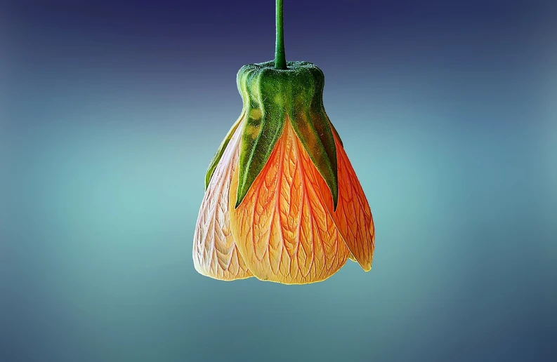 a close up of a flower with a blue background, a photorealistic painting, shutterstock contest winner, art photography, hanging upside down, dim lantern, gourd, high detail 3 d render