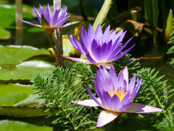 a group of purple flowers sitting on top of a green plant, by Nancy Carline, shutterstock, lying on lily pad, closeup photo, trio, beautiful sunny day