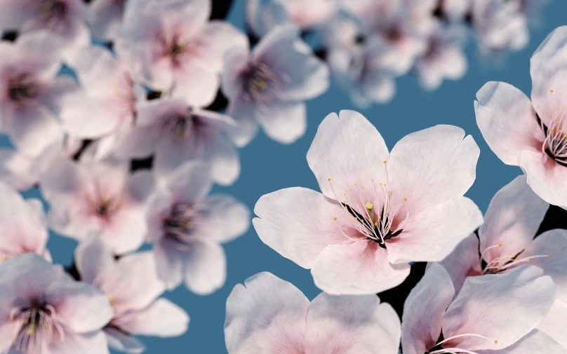 a bunch of pink flowers against a blue sky, a digital rendering, by Paul Davis, cherry blossom background, high angle close up shot, rendered in houdini, high detail portrait photo