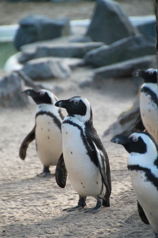 a group of penguins standing next to each other, a photo, by Jan Tengnagel, sand, toward to the camera, walking to the right, bubbles ”