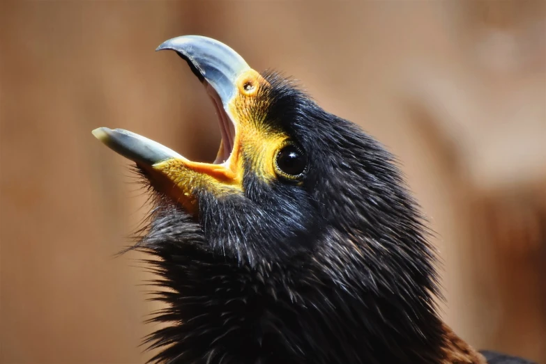 a close up of a bird with its mouth open, a portrait, by Jan Rustem, hurufiyya, avian warrior, singing for you, second eagle head, cute looking