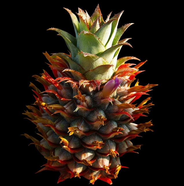 a close up of a pineapple on a black background, a digital rendering, renaissance, very accurate photo, rendered in redshift, bromeliads, view from bottom to top