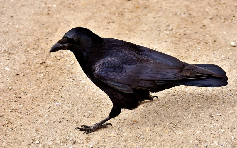 a black bird is standing on the ground, renaissance, intimidating pose, full shot photo