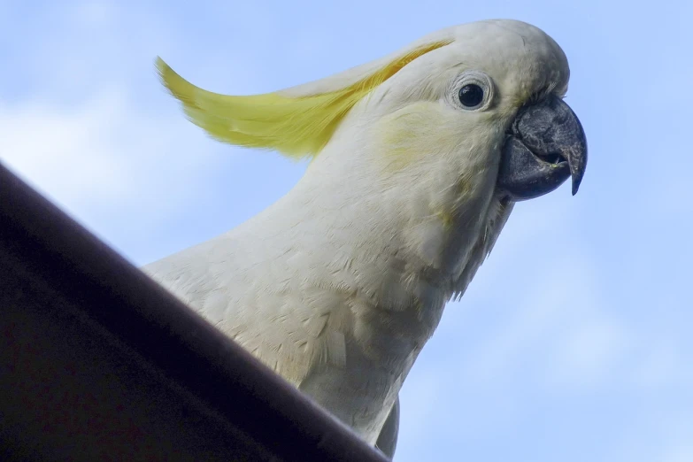 a close up of a bird with a blue sky in the background, a portrait, arabesque, cocky smirk, shot from roofline, white neck visible, with a yellow beak