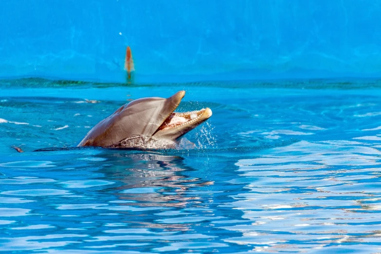 a dolphin with its mouth open in the water, a stock photo, taken in zoo, museum quality photo, realistic photo”