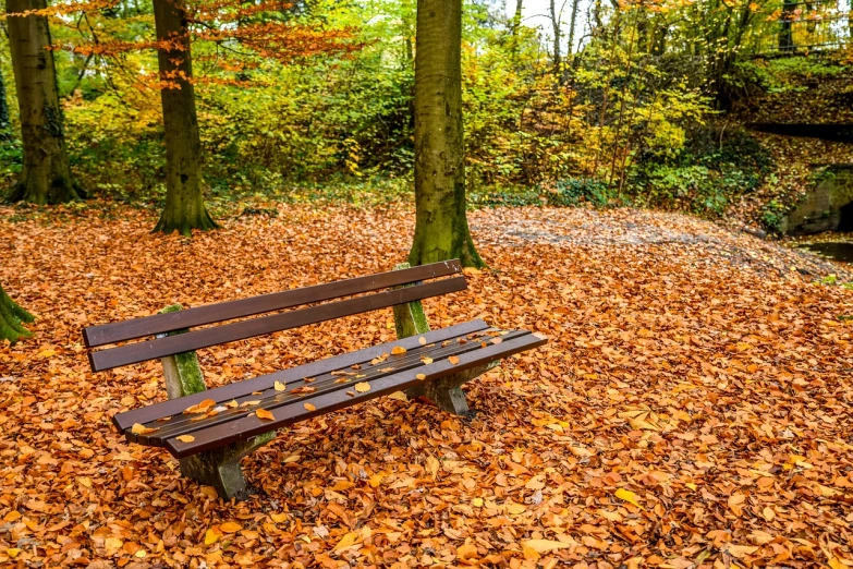 a wooden bench sitting in the middle of a forest, by Andries Stock, golden leaves, a wooden, an attractive, a colorful