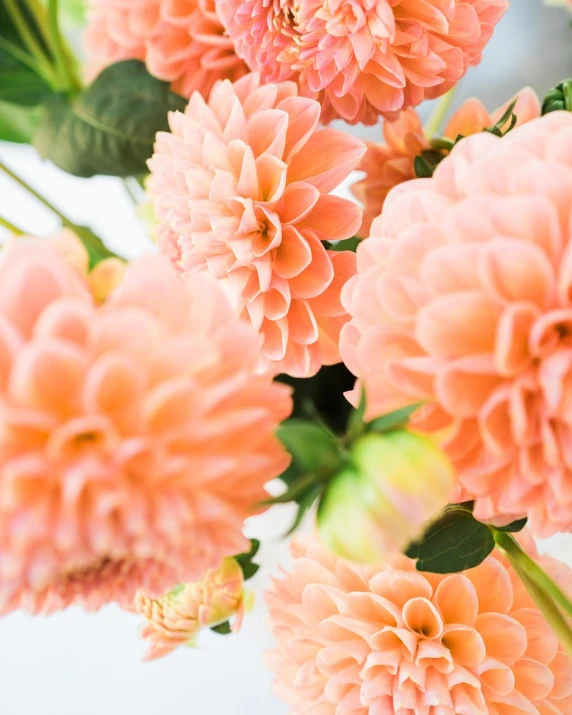 a vase filled with pink flowers on top of a table, by Whitney Sherman, closeup giant dahlia flower head, pale orange colors, high key detailed, detail shot
