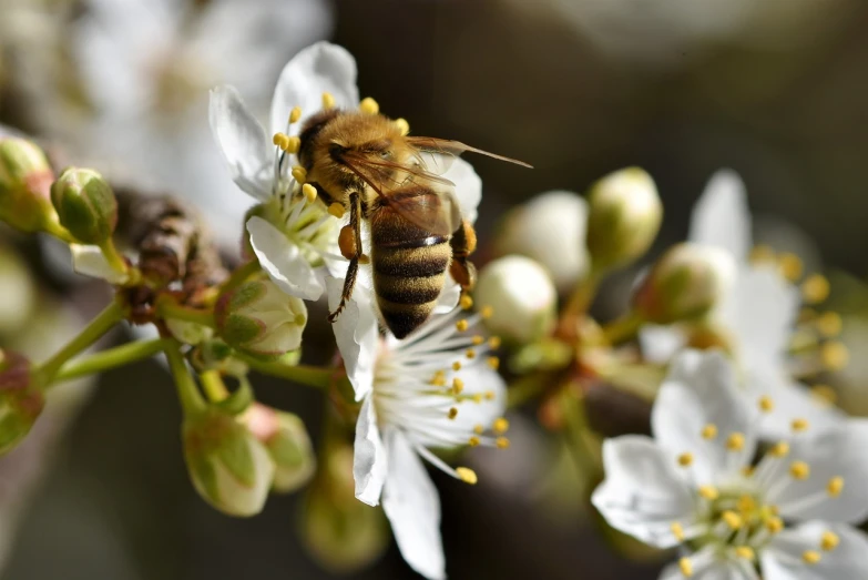 a bee sitting on top of a white flower, by Erwin Bowien, pixabay, figuration libre, cherry blosom trees, over the shoulder shot, afp, manuka