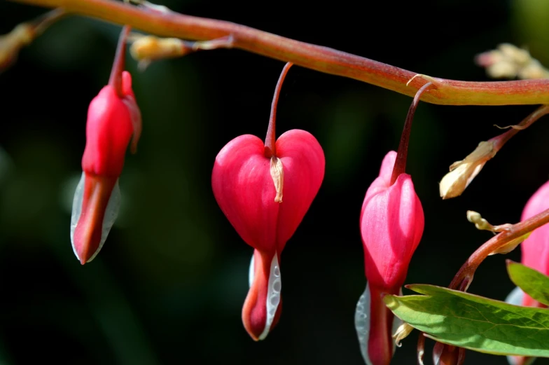 a bunch of red flowers hanging from a tree, a macro photograph, by Robert Brackman, shutterstock, several hearts, pink arches, endangered, kidney