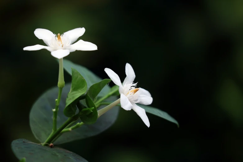 a couple of white flowers sitting on top of a green leaf, by An Zhengwen, shutterstock, minimalism, in the jungle. bloom, honeysuckle, very beautiful photo, side view
