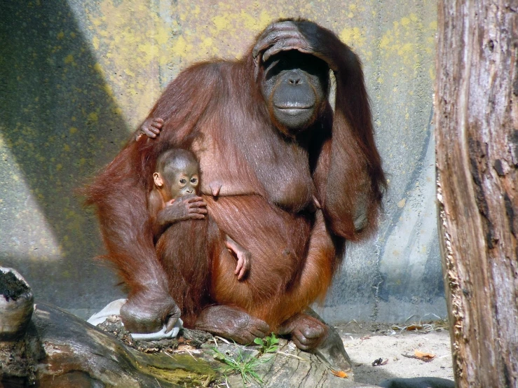 a mother oranguel holding a baby in her arms, a photo, by Dietmar Damerau, flickr, sumatraism, kodak photo, warsaw, intense shading, unhappy