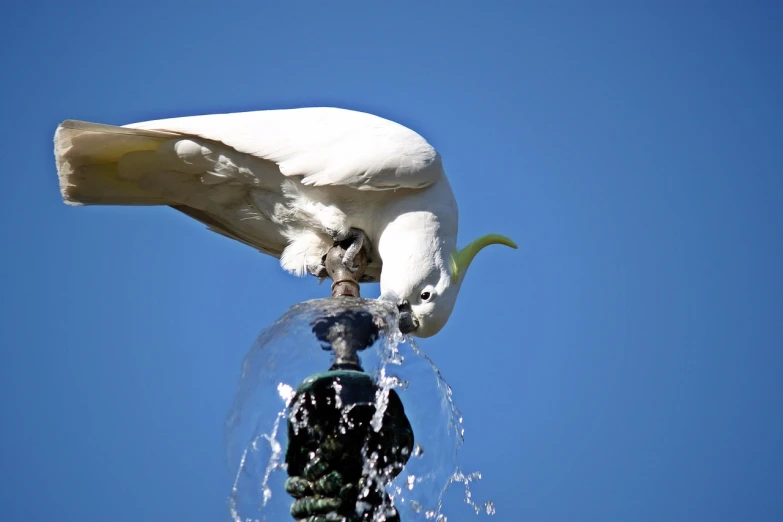 a white bird standing on top of a water fountain, arabesque, having fun in the sun, water pipe, rounded beak, low-angle