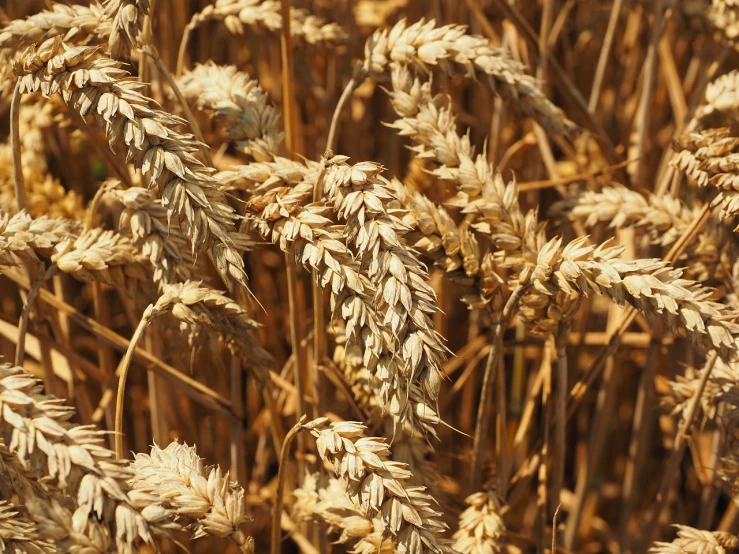 a close up of a bunch of wheat in a field, precisionism, unedited, “ golden chalice, complex composition!!, not cropped