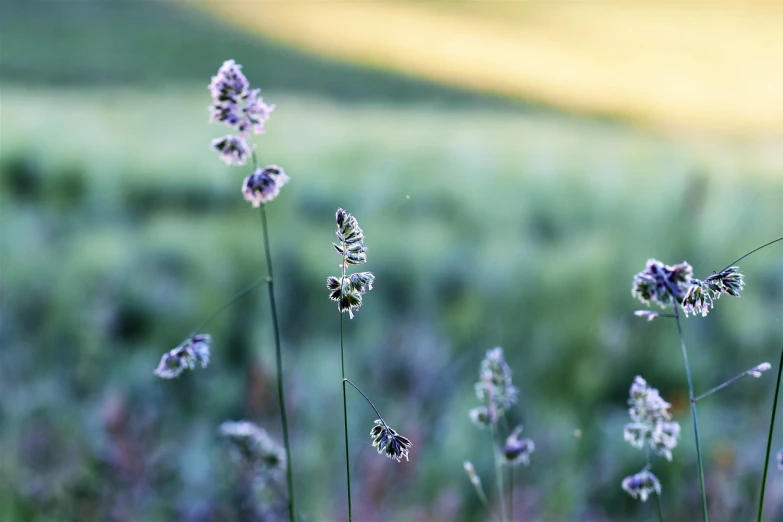 a close up of some flowers in a field, by Thomas Häfner, minimalism, in gentle green dawn light, lavender, in the hillside, bokeh photo