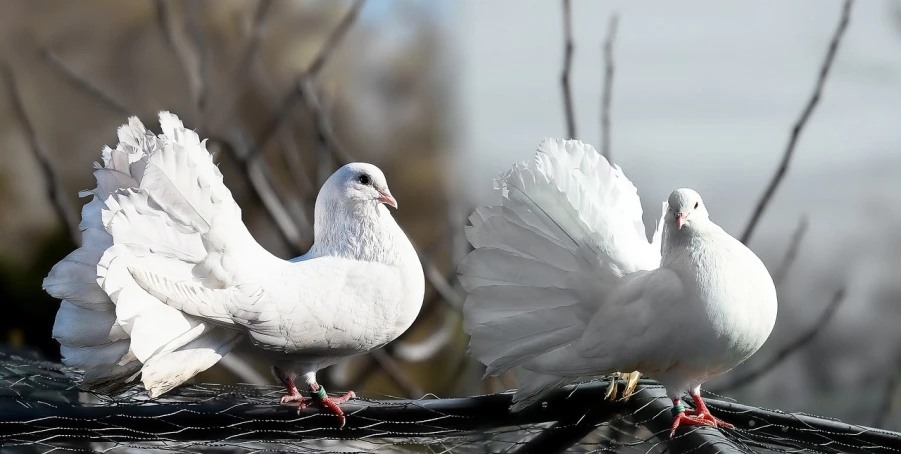 two white pigeons standing next to each other, trending on pixabay, digital art, front and side views, pearlescent skin, peter henket, shot on 70 mm