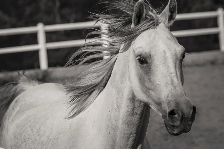 a black and white photo of a horse with a long mane, by Steven Belledin, shutterstock contest winner, arabesque, an all white horse, toward to the camera, arabian princess, 33mm photo