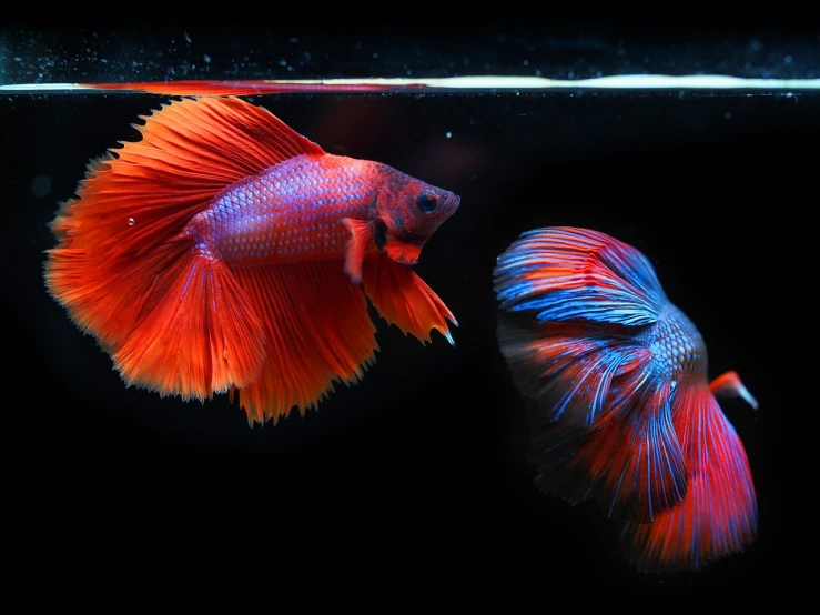 a couple of fish that are in a tank, a photo, by Bernardino Mei, shutterstock, red and blue color scheme, flowing mane and tail, high contrast of light and dark, hd photo