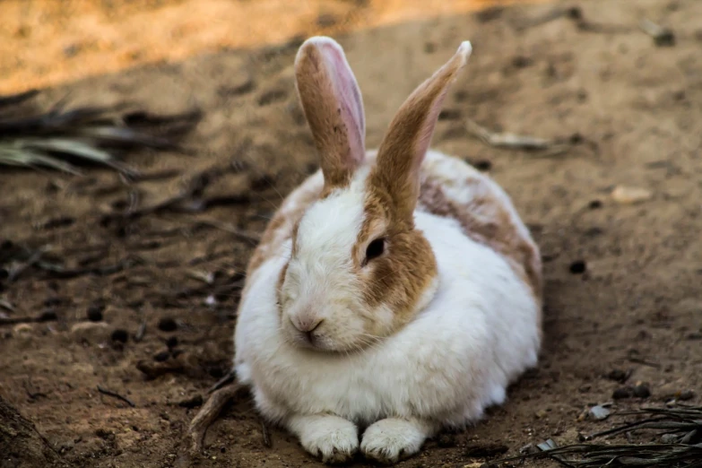 a white and brown rabbit sitting in the dirt, a portrait, shutterstock, taken in zoo, relaxing after a hard day, fuji pro 400h, wallpaper - 1 0 2 4