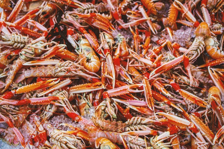 a pile of lobsters sitting on top of ice, by Lee Loughridge, pexels, process art, shrimps are all over the ground, 💋 💄 👠 👗, summer day, bottom view