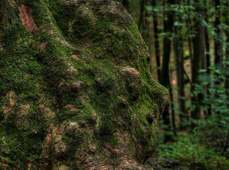 a moss covered rock in the middle of a forest, by Thomas Häfner, featured on flickr, hdr detail, of an evil tree wizard, view from the side”, lower saxony
