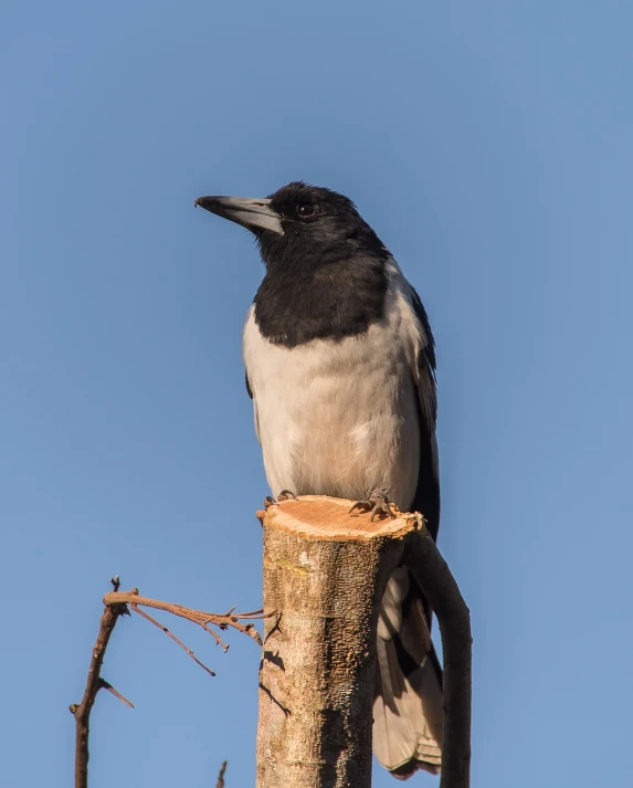 a black and white bird sitting on top of a tree stump, a portrait, shutterstock, magpie, stock photo, low angle photo, sitting on a curly branch