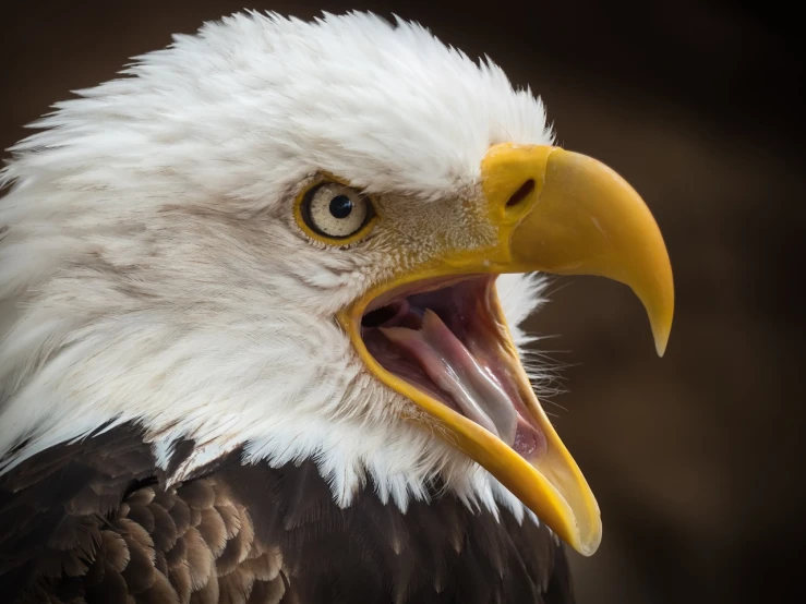 a close up of a bald eagle with its mouth open, a portrait, by Josef Dande, shutterstock, photorealism, hq 4k phone wallpaper, singing, mobile wallpaper, angry 8 k