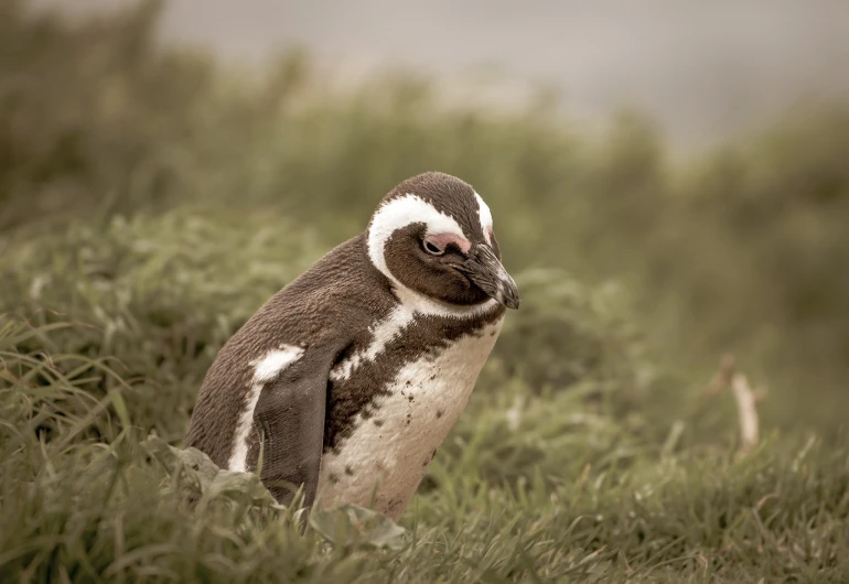 a penguin standing on top of a lush green field, a portrait, fine art, sepia toned, resting after a hard fight, spectacled, chile