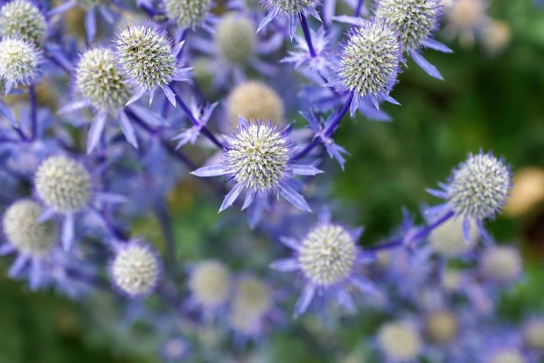 a close up of a bunch of blue flowers, hurufiyya, spiky, detailed zoom photo