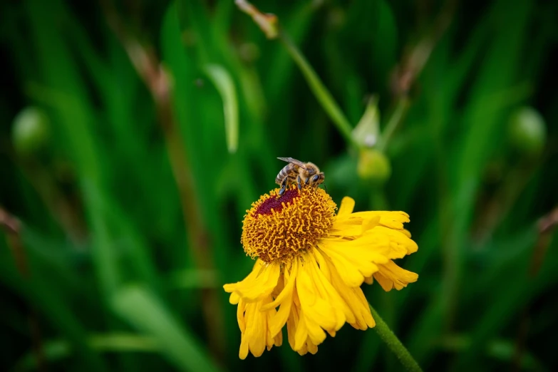 a bee sitting on top of a yellow flower, a macro photograph, renaissance, wide shot photo, details and vivid colors, 2 0 2 2 photo, in the grass