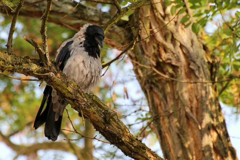 a black and white bird perched on a tree branch, inspired by Gonzalo Endara Crow, flickr, hurufiyya, long thick shiny black beak, rare bird in the jungle, crows on the oak tree, covered in feathers