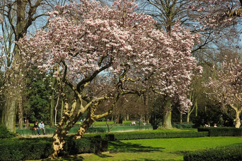 a flowering tree in the middle of a park, by Joris van der Haagen, flickr, magnolia, amsterdam, shady, ham