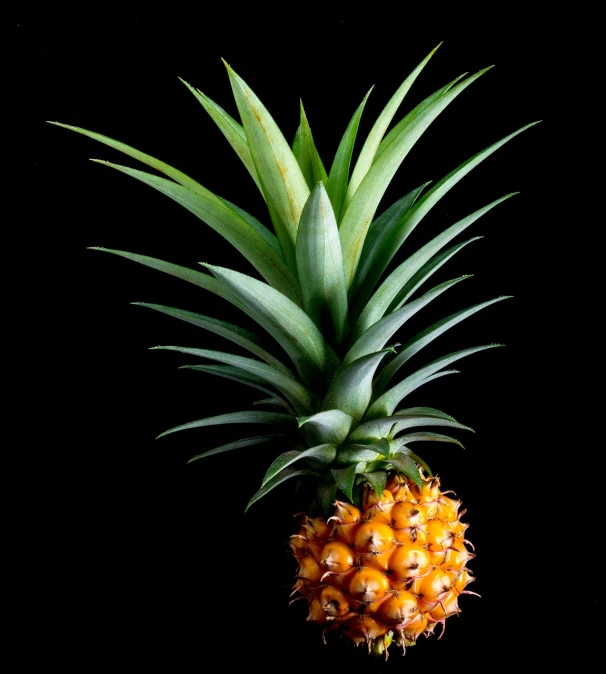 a close up of a pineapple on a black background, a digital rendering, hurufiyya, discovered photo, museum quality photo, very accurate photo, polinesian style