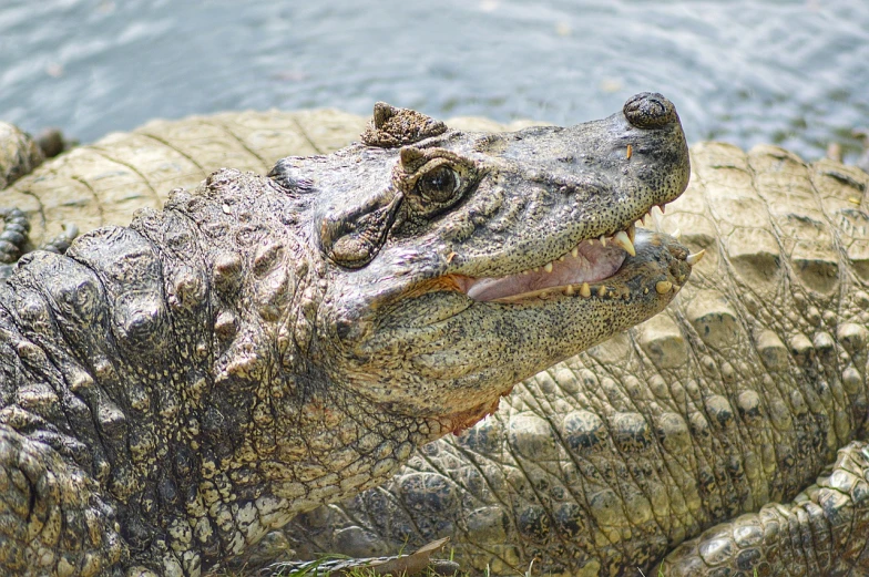 a close up of an alligator with its mouth open, hurufiyya, closeup photo, very sharp photo