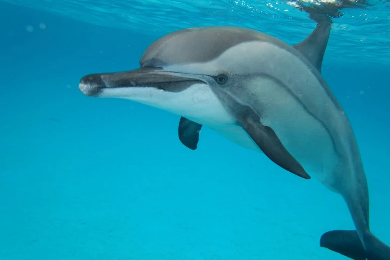 a close up of a dolphin in the water, a picture, by Edward Corbett, shutterstock, hurufiyya, bahamas, stock photo