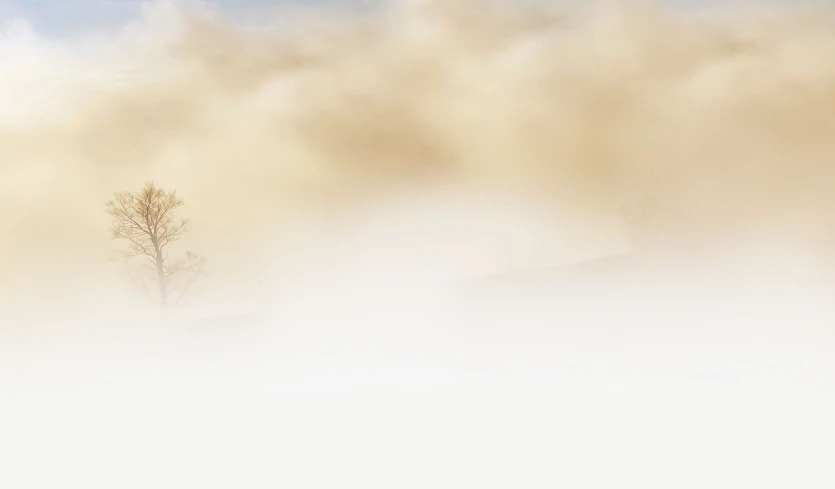 a lone tree in the middle of a foggy field, inspired by Sōami, executive industry banner, sandstorm, white church background, portrait image