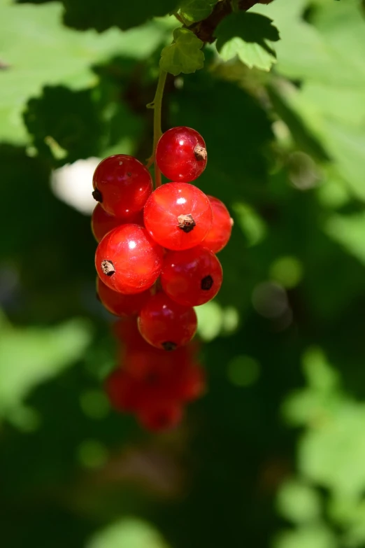 a bunch of red berries hanging from a tree, by Karl Völker, hurufiyya, closeup photo, hot summer sun, mid shot photo