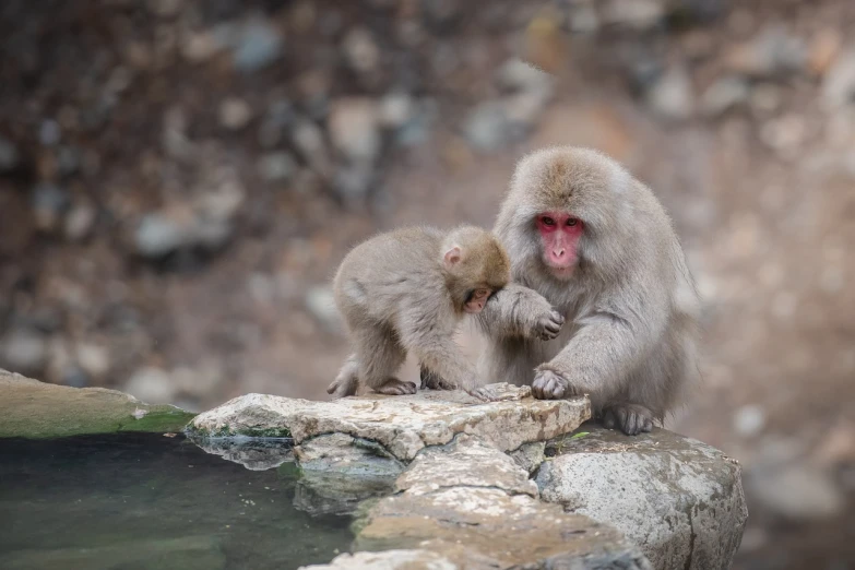 a couple of monkeys sitting on top of a rock, a picture, by Shiba Kōkan, shutterstock, playing with the water, stock photo, motherly, highly detailed picture