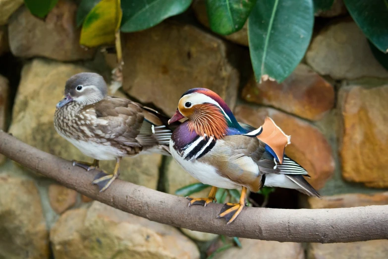 a couple of birds sitting on top of a tree branch, a photo, inspired by Charles Bird King, shutterstock, the macho duck, colorful feathers, cute decapodiformes, photograph credit: ap