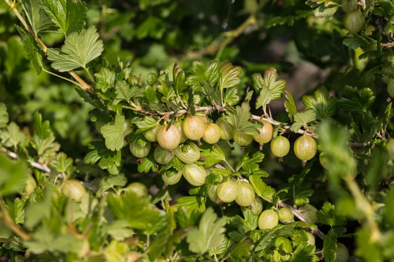 a close up of a bunch of fruit on a tree, a picture, by Richard Carline, shutterstock, hurufiyya, celtic vegetation, tufted softly, wearing gilded ribes, stock photo