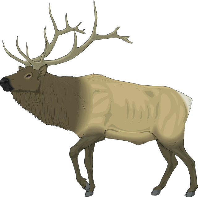 a close up of a deer on a black background, an illustration of, wikihow illustration, colored accurately, elk, encyclopedia illustration